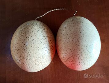 COPPIA UOVA DI STRUZZO 
