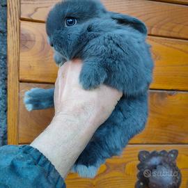 Coniglio ariete nano blu