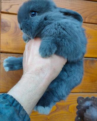 Coniglio ariete nano blu