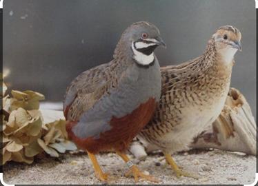 Pulcini quaglia cinese