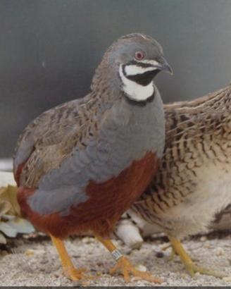 Pulcini quaglia cinese