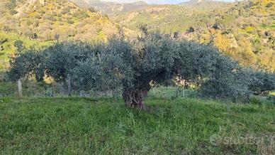 Terreno agricolo oliveto contrada SANTA MARIA