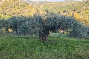 Terreno agricolo oliveto contrada SANTA MARIA
