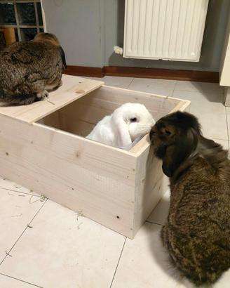 FORAGE dig box – scatola di scavo Conigli
