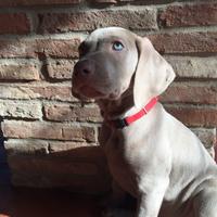 Cuccioli weimaraner grigio argento