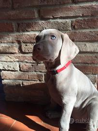 Cuccioli weimaraner grigio argento