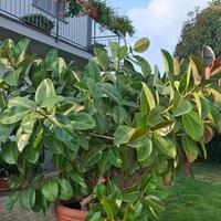 FICUS ELASTICA ROBUSTA