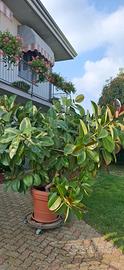 FICUS ELASTICA ROBUSTA