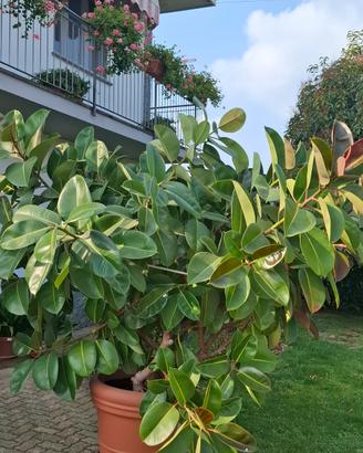 FICUS ELASTICA ROBUSTA