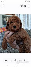 Cuccioli di Barboncino
