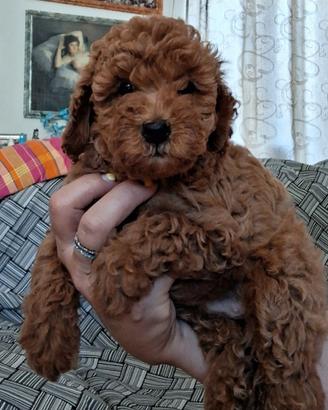 Cuccioli di Barboncino