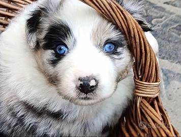 Cucciole Australian Shepherd Pastore Australiano
