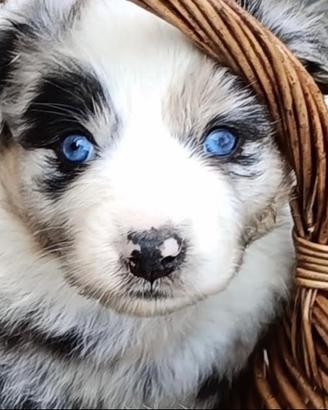 Cucciole Australian Shepherd Pastore Australiano