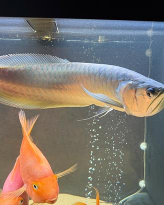 Arowana