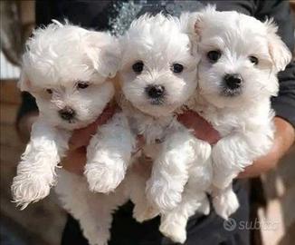 Cuccioli di maltese