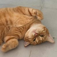 Gatto in adozione