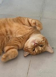Gatto in adozione