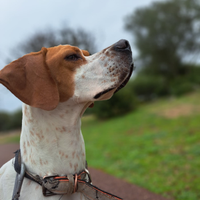 Cerco Pointer con pedigree per monta