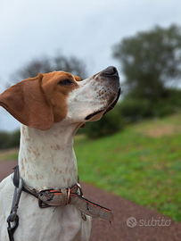 Cerco Pointer con pedigree per monta