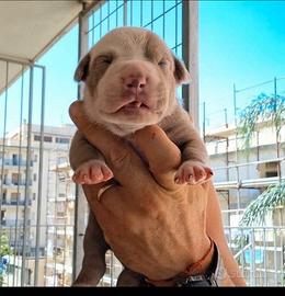 American Pitbull terrier