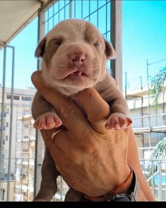American Pitbull terrier