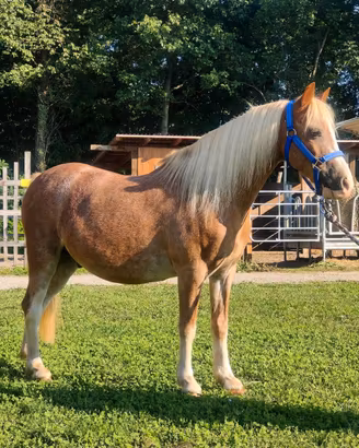 Pony