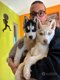 Siberian Husky con pedigree enci