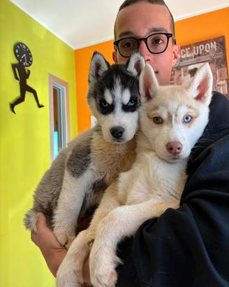 Siberian Husky con pedigree enci
