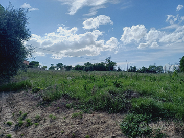 Terreno agricolo + olivi