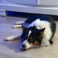 Boarder collie da monta