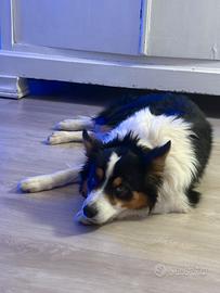 Boarder collie da monta