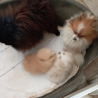 Cuccioli di Spitz Toy