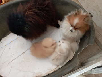 Cuccioli di Spitz Toy