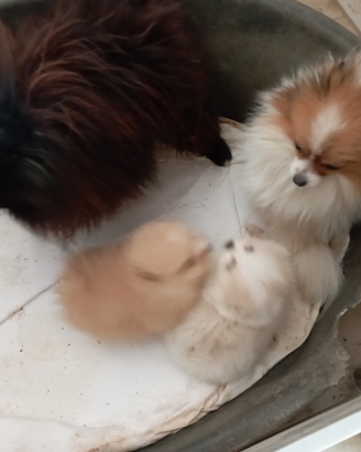 Cuccioli di Spitz Toy