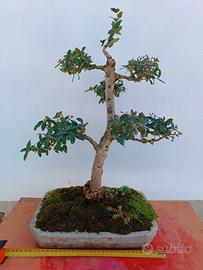 Bonsai di leccio H 55 cm in vaso 33 x 23 X 6 cm