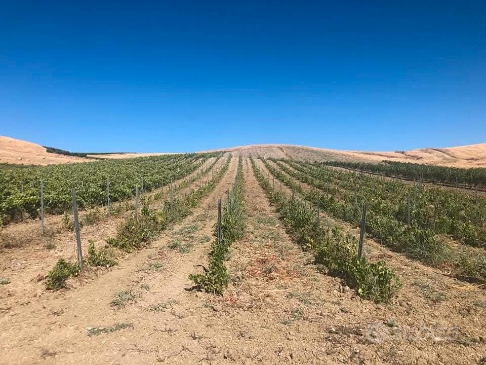 terreno agricolo - Vista 4