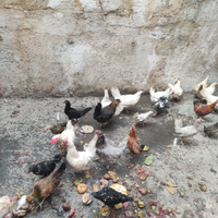 Animali da cortile: galline galli e anatre