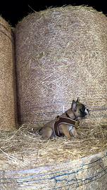 Cucciola bulldog