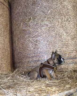Cucciola bulldog