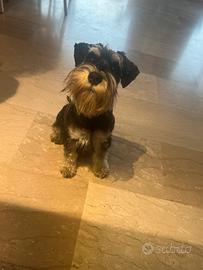 Accoppiamento schnauzer nano