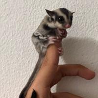 Petauro dello zucchero