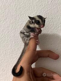 Petauro dello zucchero