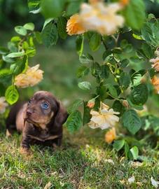 Cuccioli di bassotti M e F