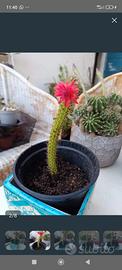 pianta cactus 