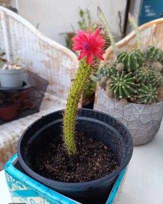 pianta cactus 