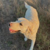 Cucciolata Labrador Retriever in arrivo total blac