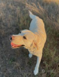 Cucciolata Labrador Retriever in arrivo total blac