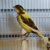 Canarino pezzato maschio da canto