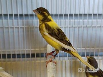 Canarino pezzato maschio da canto