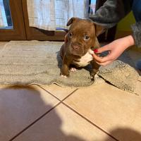 Cuccioli pitbull